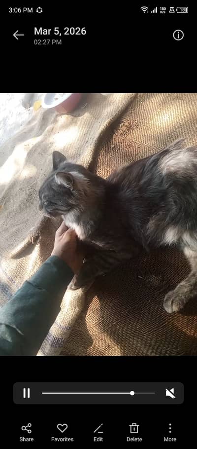 Full breaded and trained cat