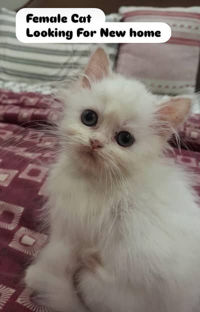 Pure Persian kittens available for sale