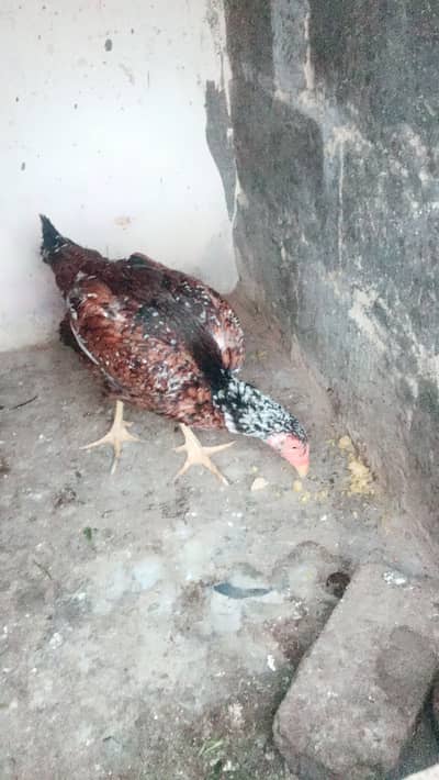 4 Aseel females available eggs guarante hogi location Karachi