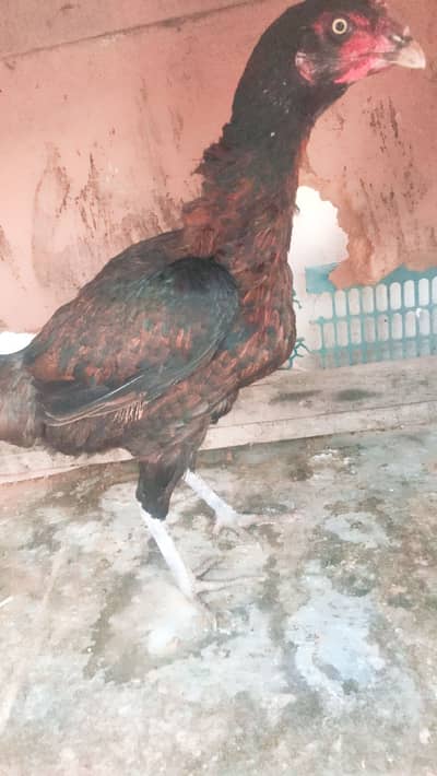 Aseel male  females available eggs guarante location Karachi