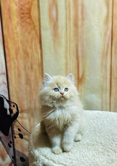 Persian Kitten