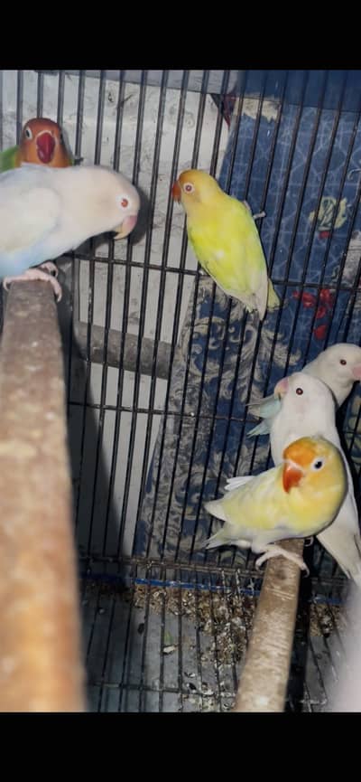 mix colour love birds