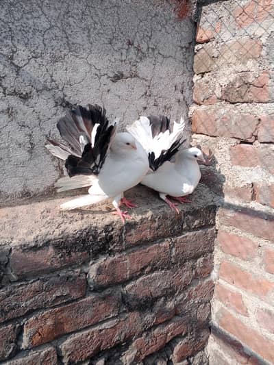 black tail brdr pair