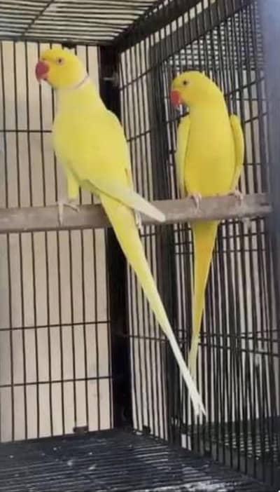 yellow ringneck pair