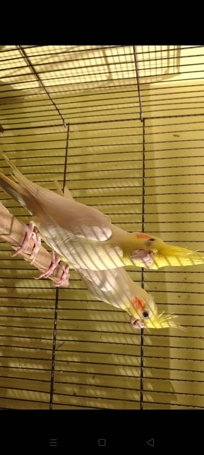 CREAM COCKTAIL BREEDER PAIR