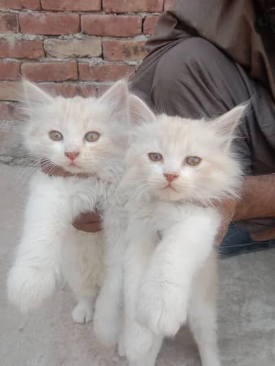 Persian kittens for sale. . . white and brown color. Contact 03147664245