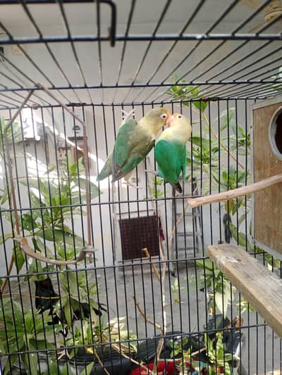 Lovebird for sale