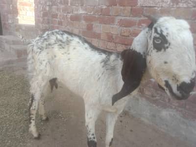 Black makhi cheeni goat