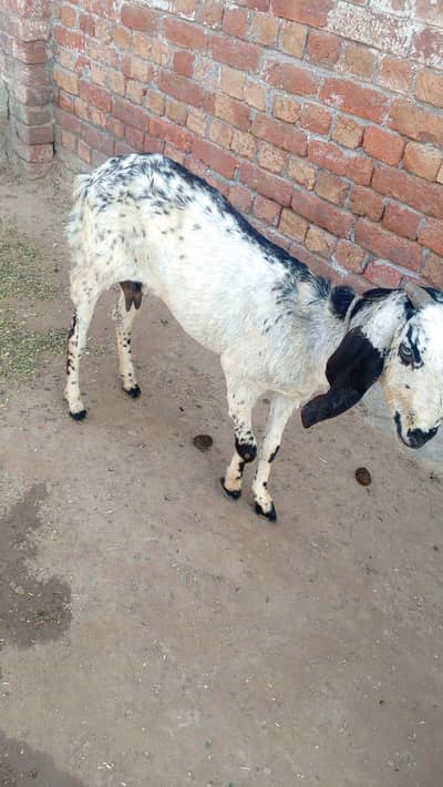 Black makhi cheeni goat