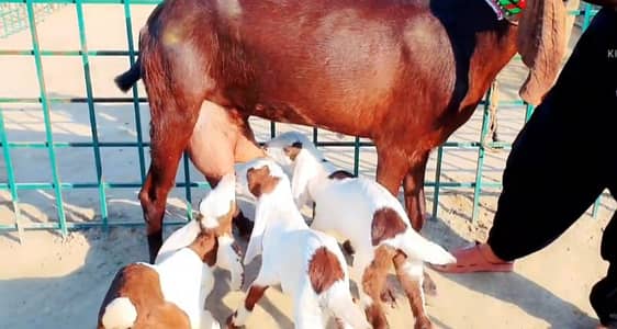 3 Bacchon Ka sath Desi Bakri For Sale/03225280183