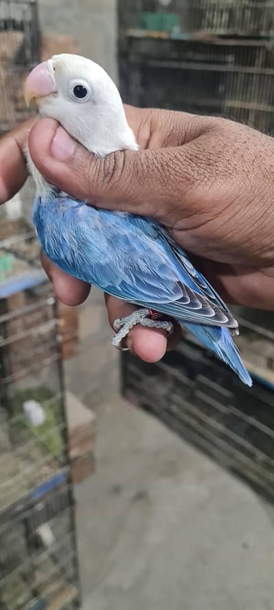 Quality Violet Opaline Possible Split Dun Fallow