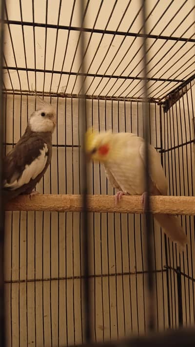 cocktail breeder male for sale  love birds breeder male for sale