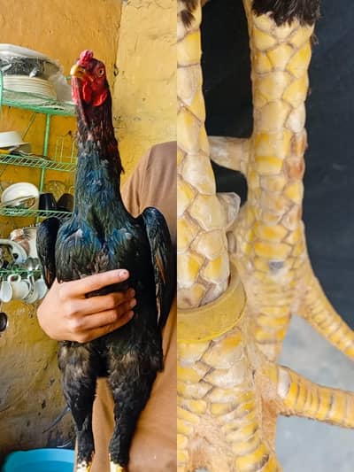 Shamo burmi cross male