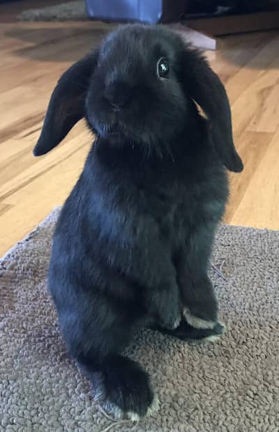 male age 6month female age 3 month