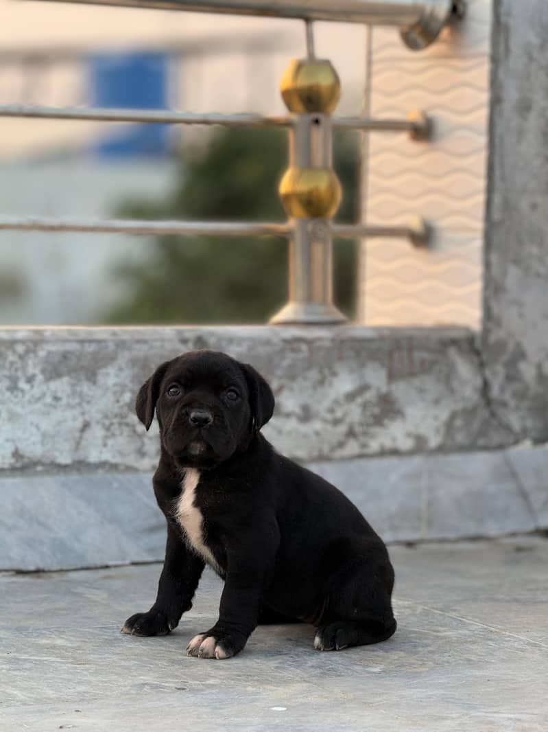Cane Corso 1