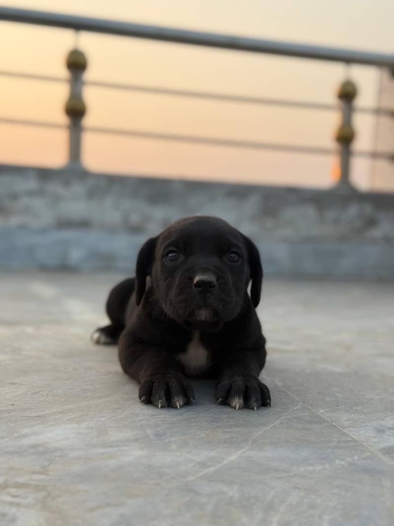 Cane Corso 2