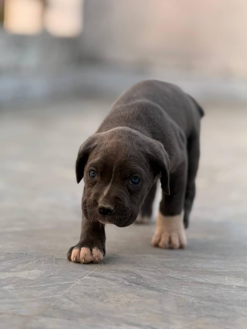 Cane Corso 3
