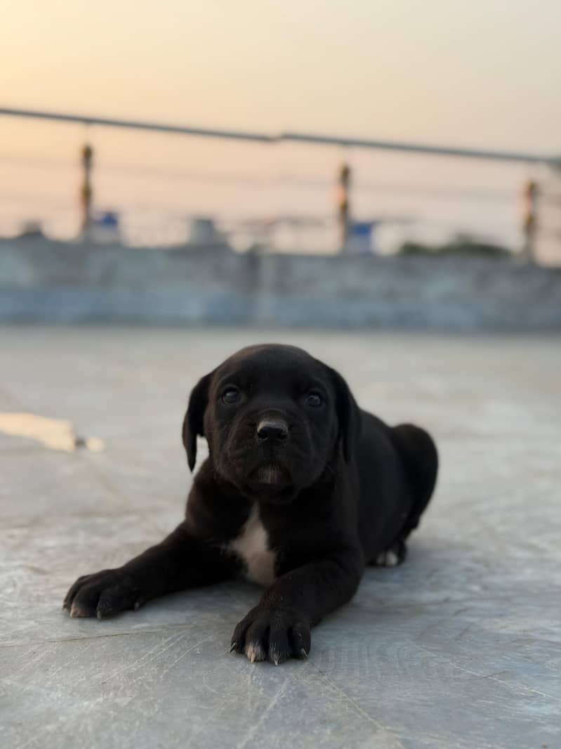 Cane Corso 4