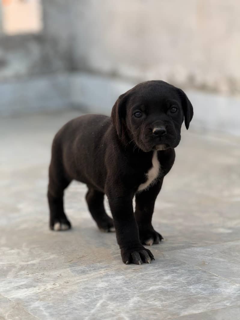 Cane Corso 5