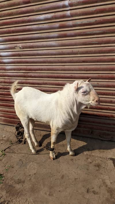 gulabi pointed 4 danth bkra breeder,