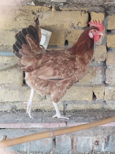 2 desi golden misri hens for sale