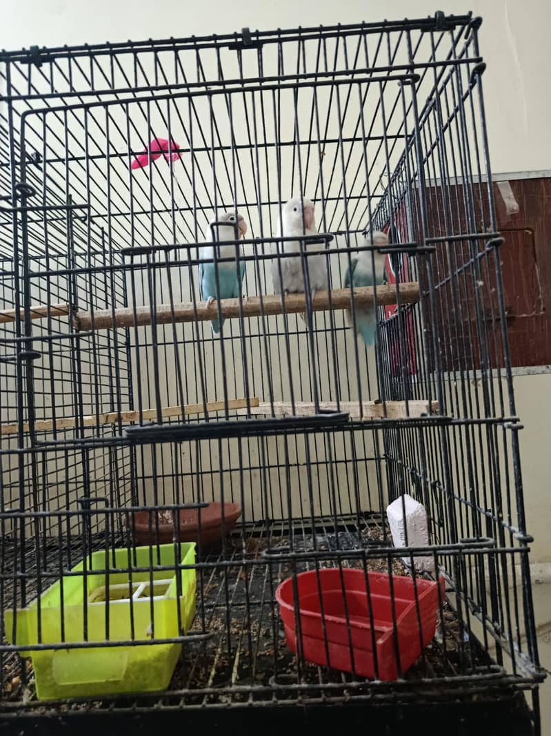 دو جوڑے بچوں کے ساتھ 3