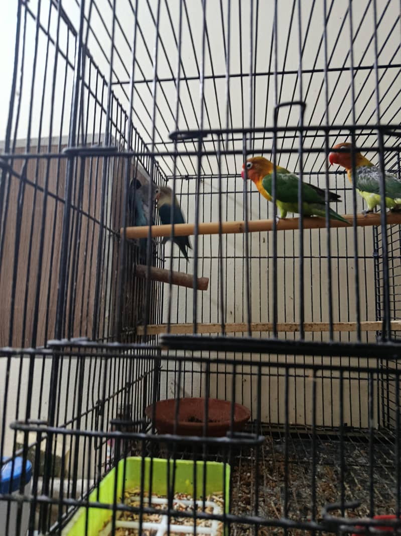 دو جوڑے بچوں کے ساتھ 5