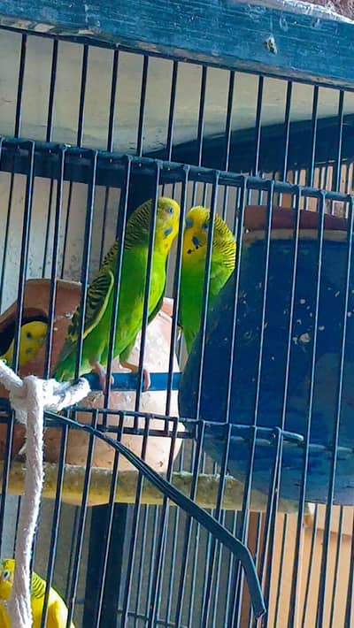 breadar pair wirh 3 chiks