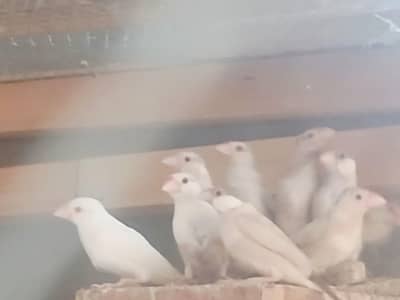 Fawn java chick's pastel Fawn pied dove