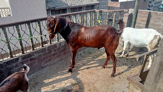 Desi. andal Bakra