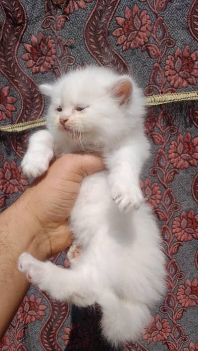 White Persian male kitten