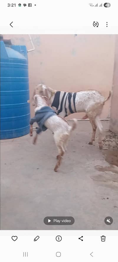 original makha cheena 3 months ka bacha hai our bakri hai