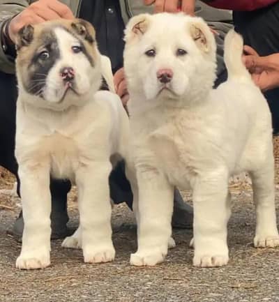 pure Alabai dabal Hadi have bone stacture security dogs for sale