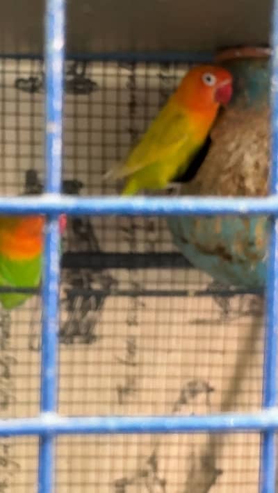 love birds setup with cage