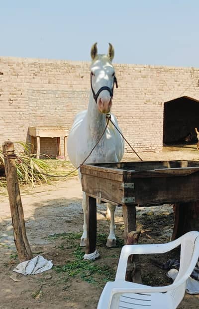 pregnant 11 month hight 64 ghori pure ravi breed