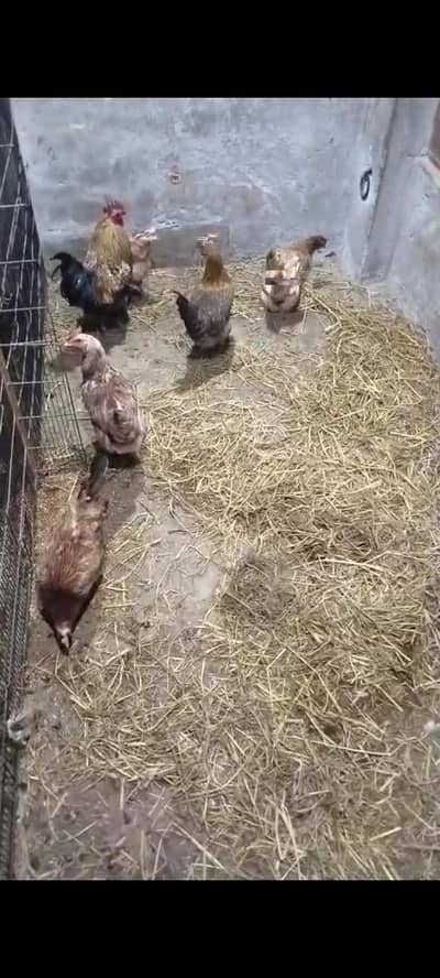 Hens For Sale