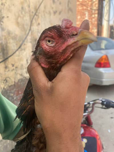 pure rampuri blud line