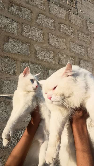 Persian cat pair friendly health