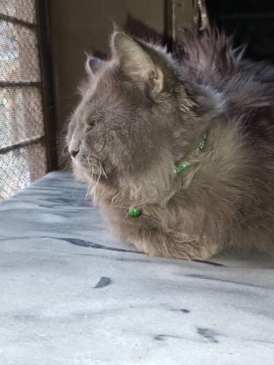 Male persion cat for sale