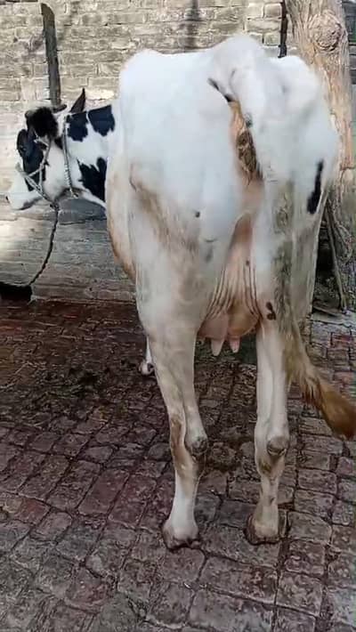 nasli waleti cow