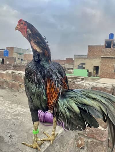 Pure Thai Pakoya Bird