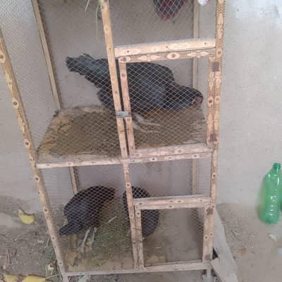 mushka ha 2 Bache ha sath