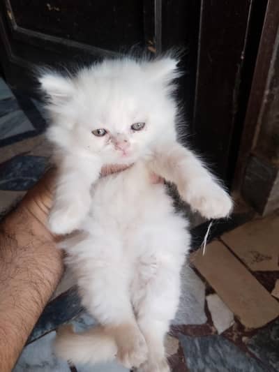 Persian white kitten available