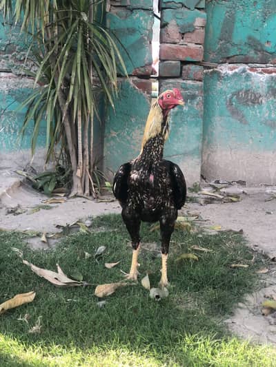 Parmoz Aseel murgha patha, Aseel female murghi, Aseel long height