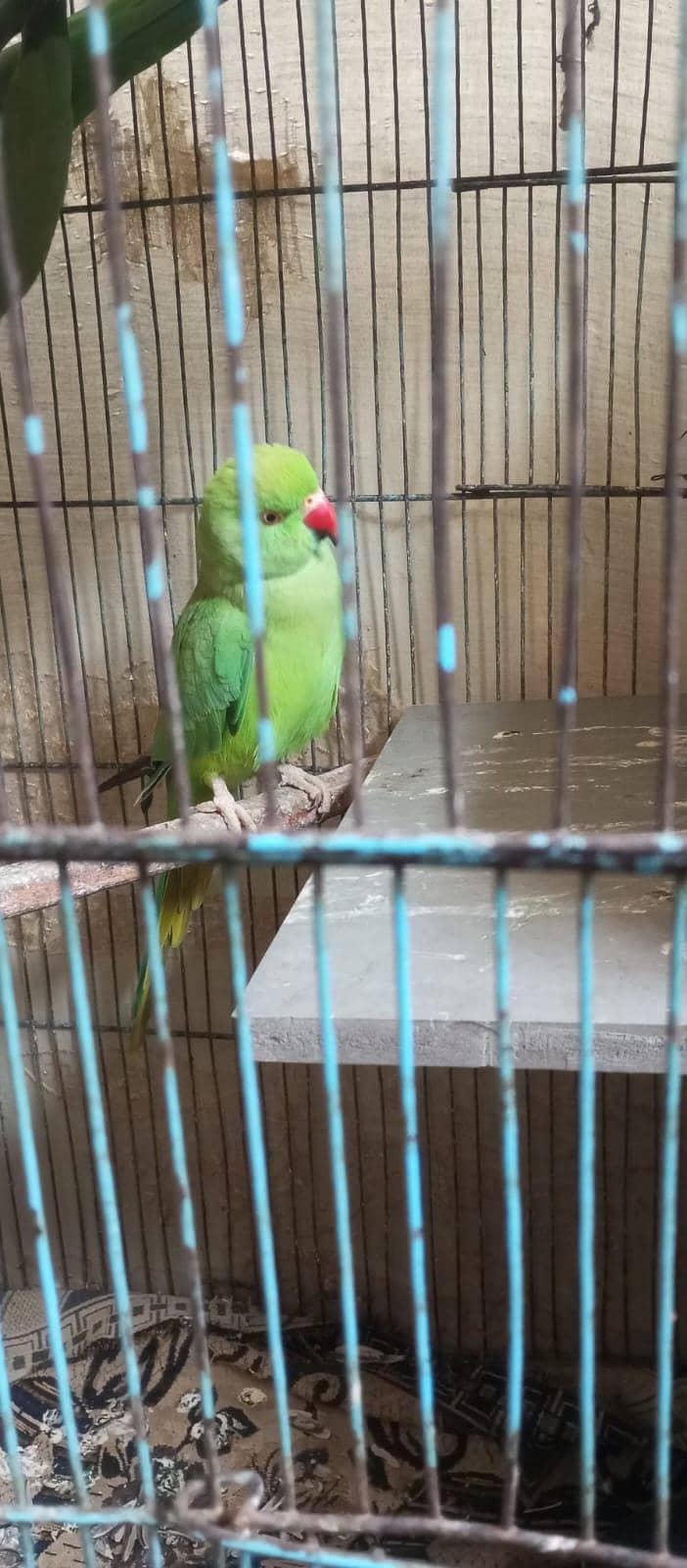 parrots pair  Ring Neack 1