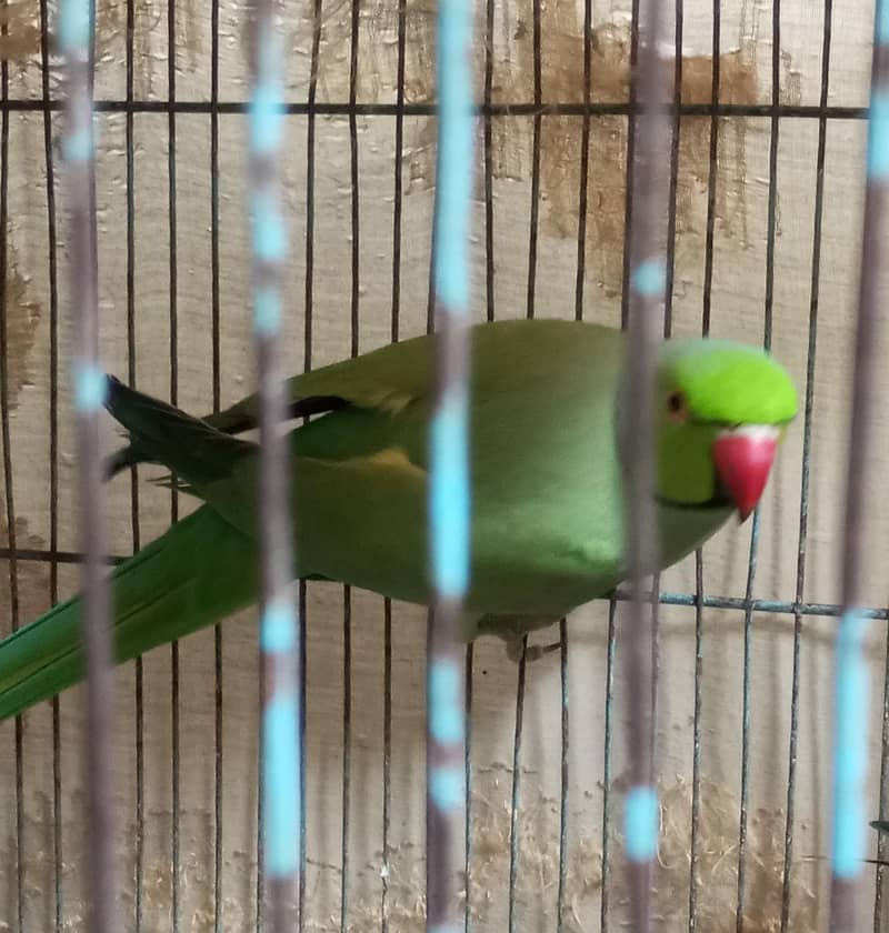 parrots pair  Ring Neack 2