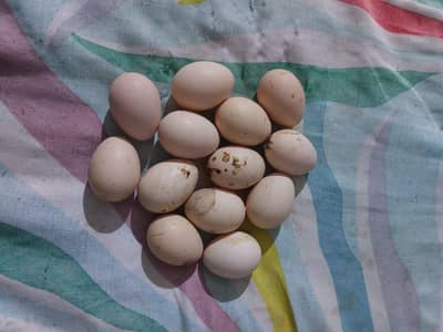 Black aseel shampo EEG available