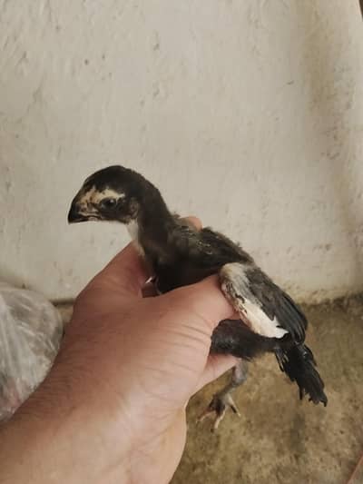 Parrot Beak Aseel chick