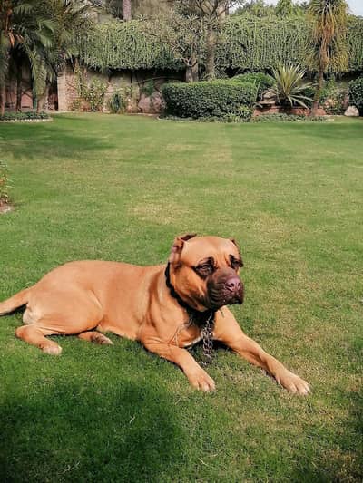 English bullmastiff for sale