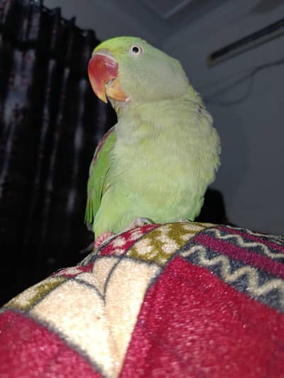 Red winds green parrot